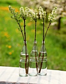 White lilac in glass bottles