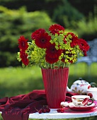 Samtig, rote Gerbera in roter Vase
