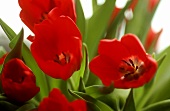 Red tulips; close-up