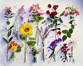 Various summer flowers, clearly arranged