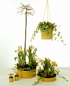 Frühlingshaft bepflanzter Blumenkasten mit Osterglocken