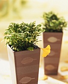 Tall terracotta container with Selaginella