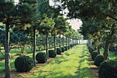 Avenue of box balls and pine