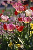 Pink and red tulips in open air