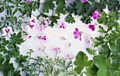 Scented geraniums, various types