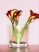 Several Calla lilies in a glass vase