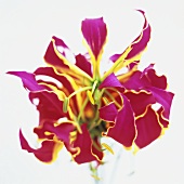 A glory lily (close-up)