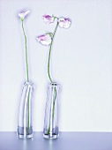Sweet peas in two glass vases