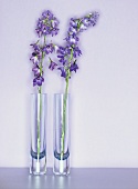 Blue delphiniums in two glass vases