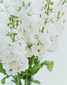A bunch of white flowers