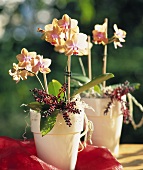 Orchids and berries in decorative pots