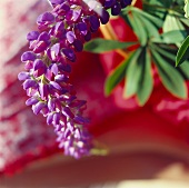 Blau-violette Lupinenblüte vor rotem Hintergrund