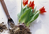 Red wild tulips with bulbs and trowel