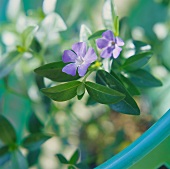 Periwinkle with pale-purple flowers, ground cover plant