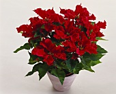 Branched poinsettia