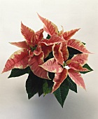 Poinsettia with pink bracts