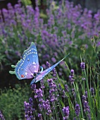 Ornamental butterfly in lavender bed