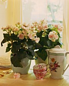 Pastel-coloured begonias and coffee cups and pot