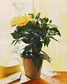 Yellow rose mallow with exotic charm