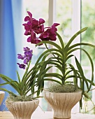 Seltene Orchideen namens Vanda und Ascocenda