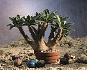 Euphorbia with stone balls in sand