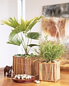 Livistonia and potted bamboo in decorative containers