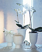 Schneeweisse Deko: Phalaenopsis, Lilienblüte, Übertöpfe