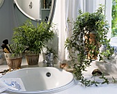 Potted bamboo and trailing ivy brighten up wash basin