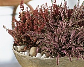 Bowl of flowering Ericas