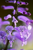 Close-up of Lachenalia flowers