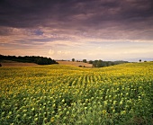 Sunflower field in the Marches region (Marche), Italy