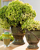 Hydrangeas in flowerpot