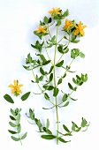 St. John's wort, sprig with leaves & yellow flowers