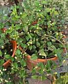 Aztekisches Süßkraut (Lippia dulcis ) in Blumentöpfen