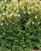 Mädesüsskraut (Filipendula ulmaria) mit Blüten