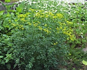 Rue (Ruta graveolens) in herb garden