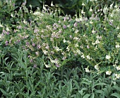 Soapwort (Saponaria officinalis); flowering plant