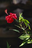 Red-flowered Hibiscus 