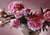 Pink peonies in a vase