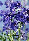 Purple delphiniums