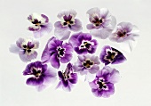 Purple pansies