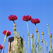 Pink cornflowers against blue sky