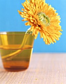 Marigold in a glass of water