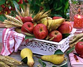 Herbstliche Obstschale mit Äpfeln, Birnen und Gerstenähren