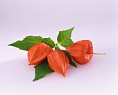 Chinese lanterns with leaves