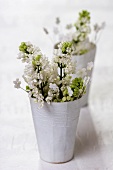 White lilac in paper beakers