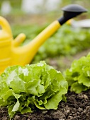 Watering can in lettuce bed