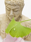 Gingko leaf with drops of water in front of Buddha figure