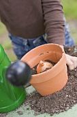 Child planting a bulb in a flowerpot