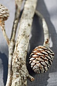 Branches with pine cones
